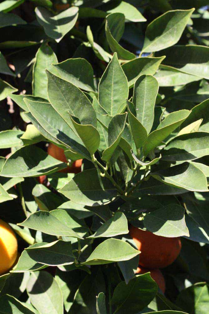            Sun leaves (Riverside, CA)   